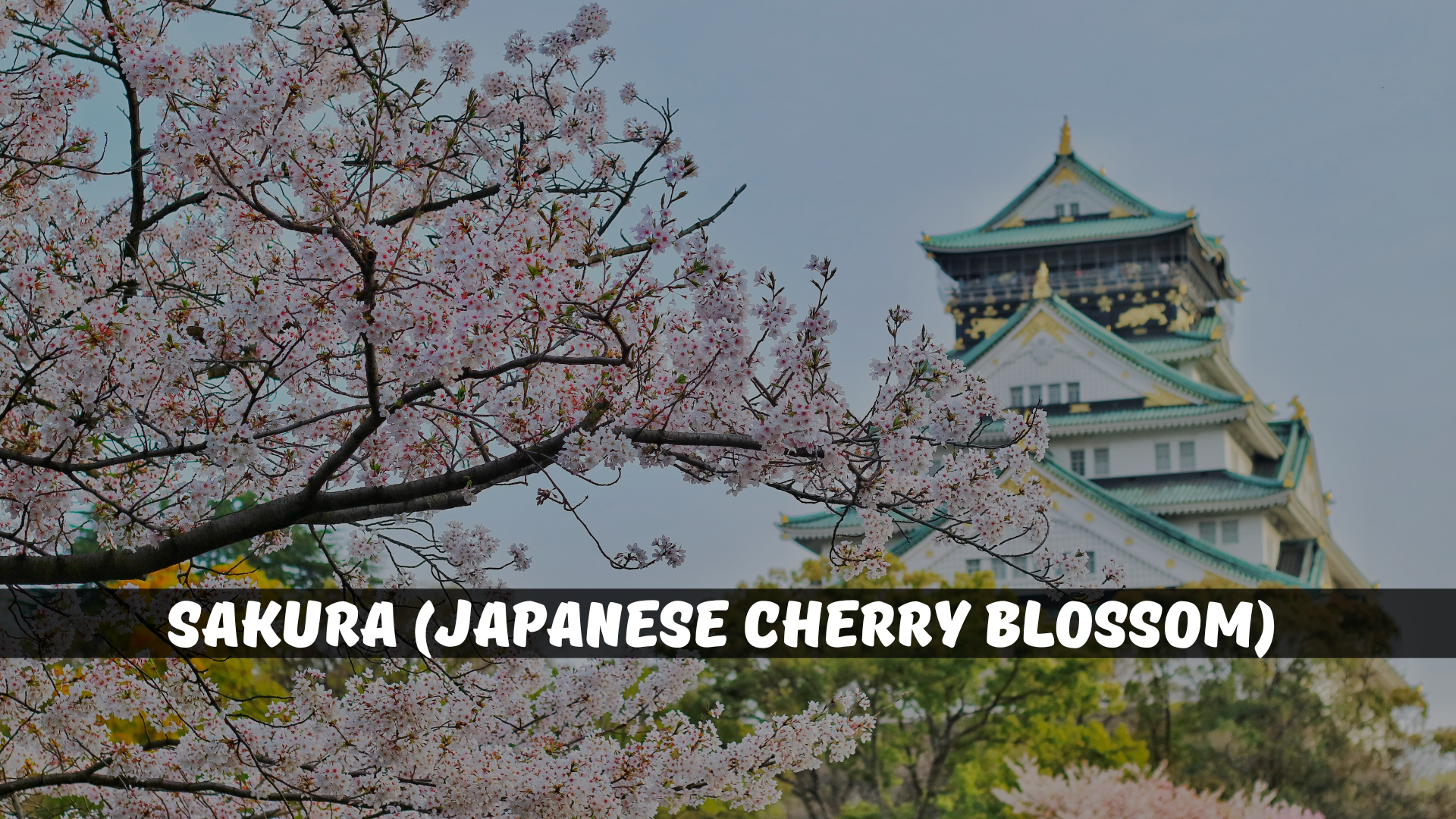 Sakura (Japanese Cherry Blossom)