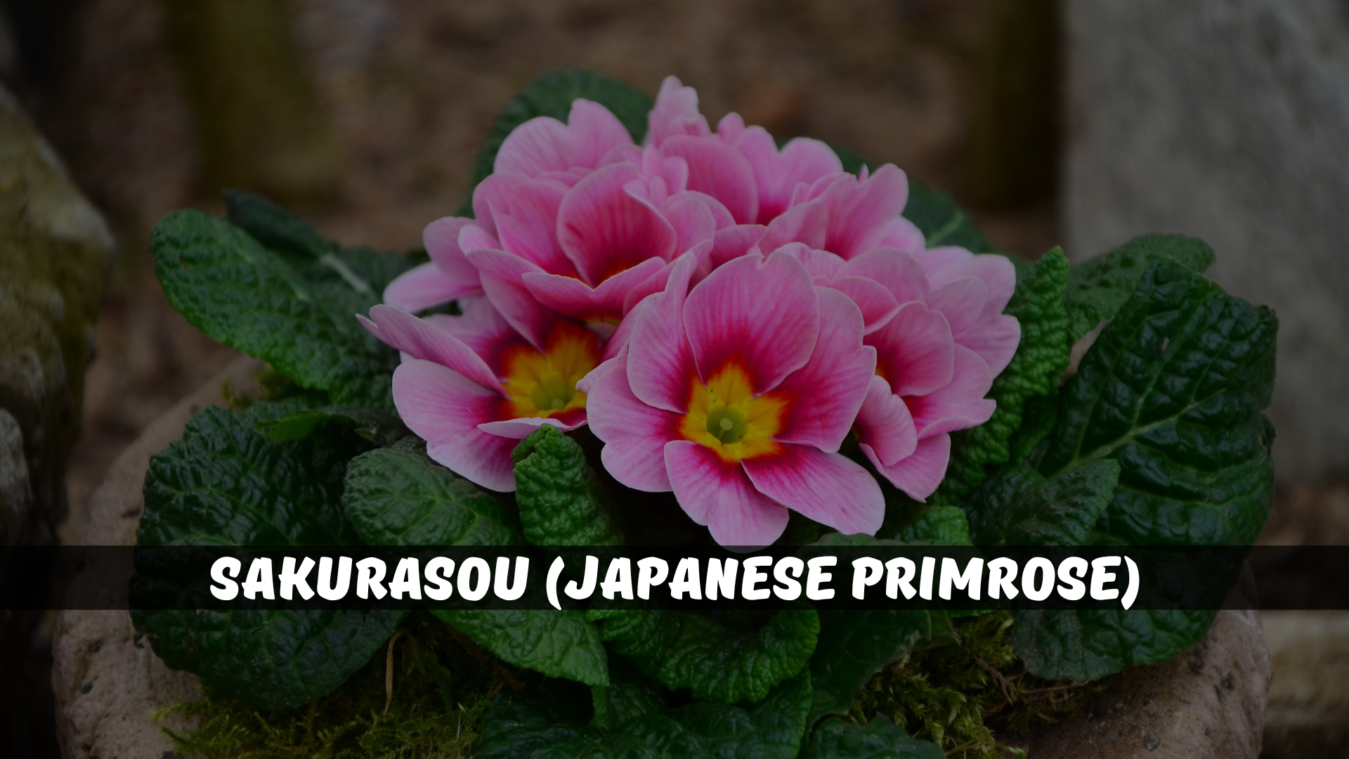 Sakurasou (Japanese Primrose)