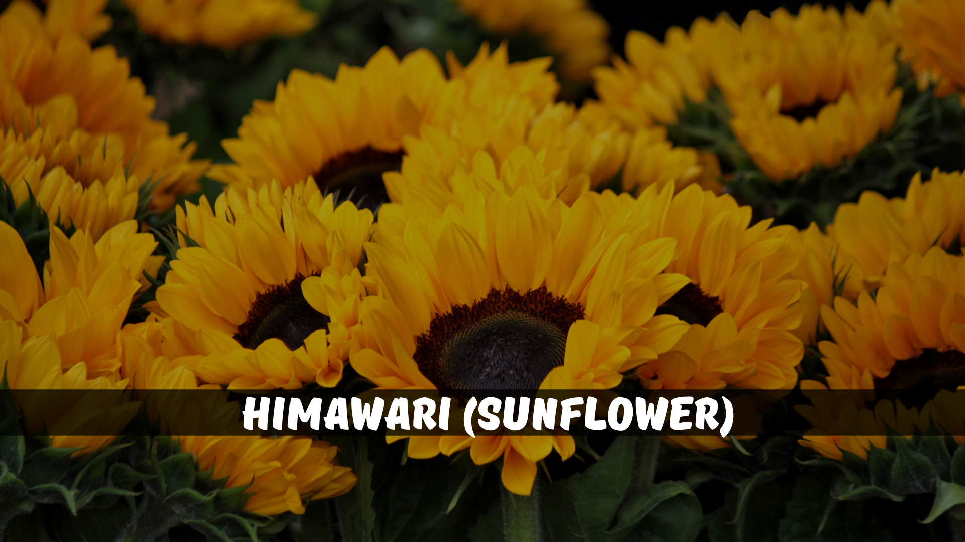 Himawari (Sunflower)