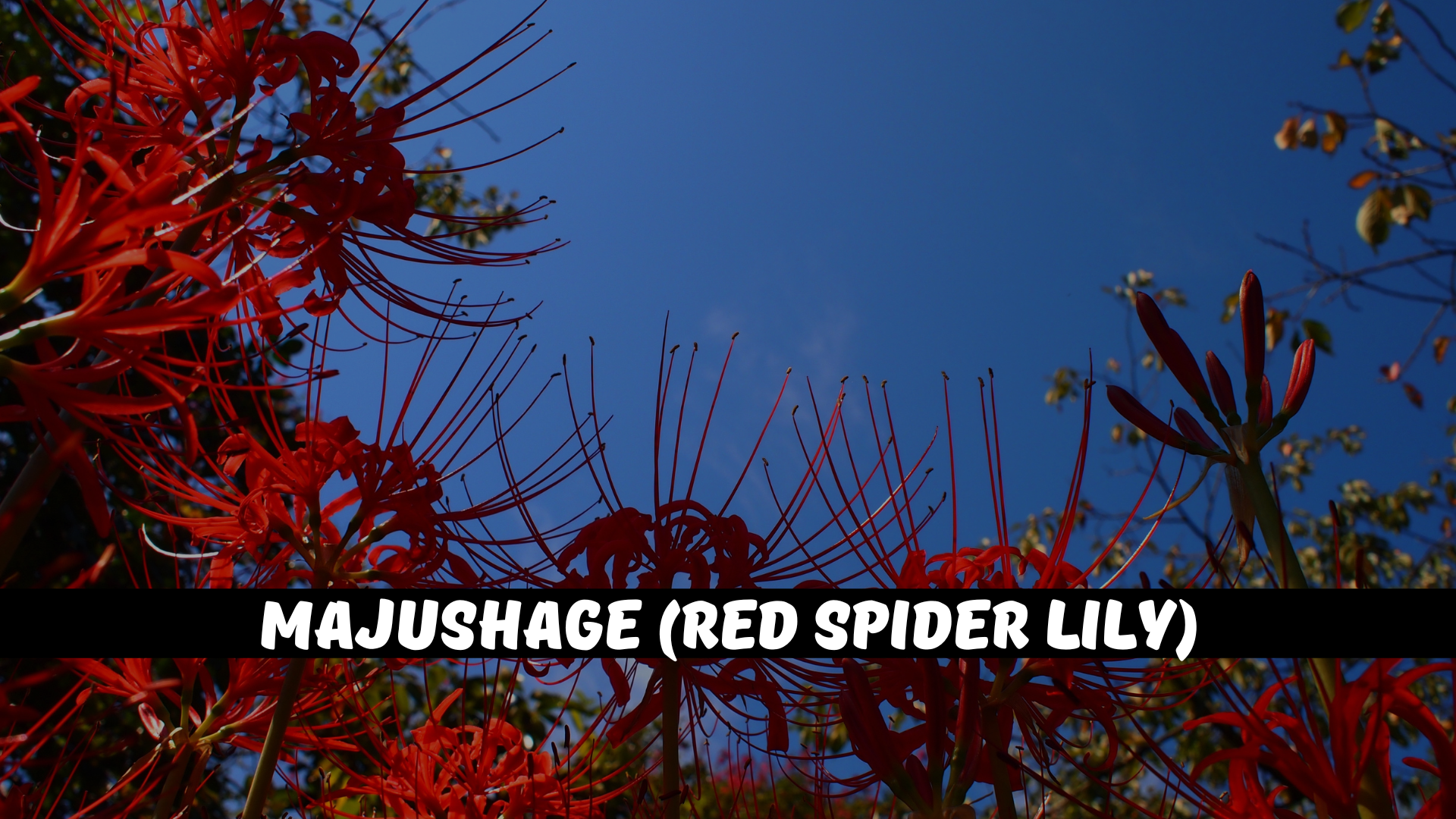 Majushage (Red Spider Lily)