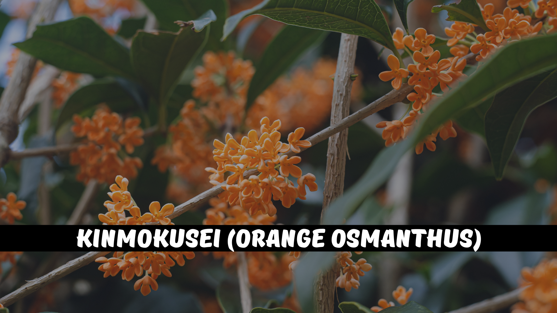 Kinmokusei (Orange Osmanthus)