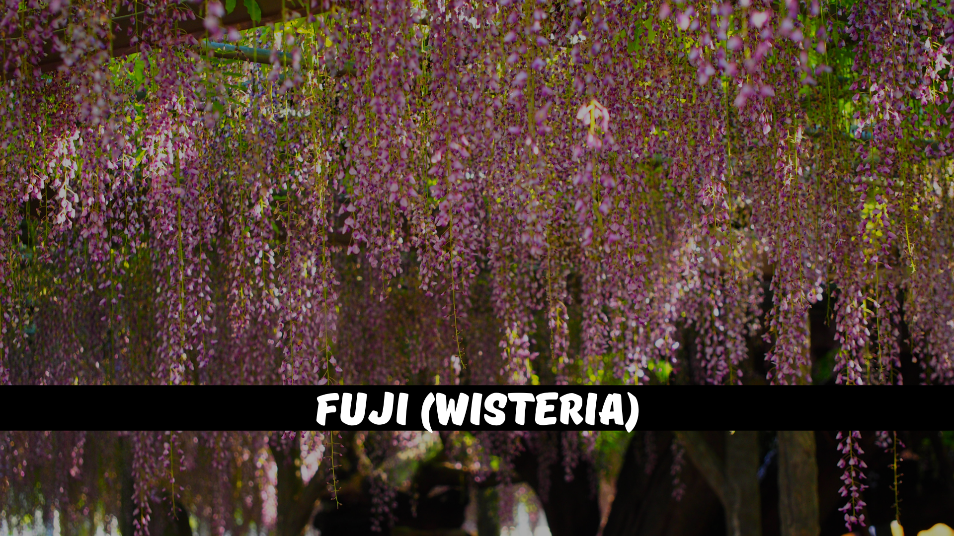 Fuji (Wisteria)