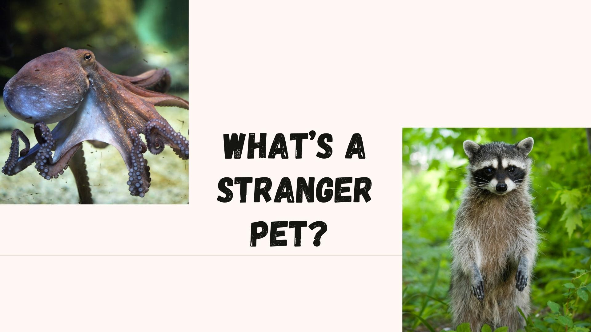 What’s a stranger pet? A pet octopus or a pet raccoon?