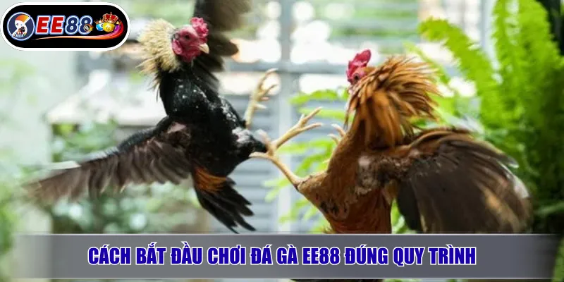 Đá Gà EE88 Là Gì? Cách Chơi, Kèo Cược Và Lưu Ý Trước Khi Tham Gia 3 Cách bắt đầu chơi đá gà EE88 đúng quy trình