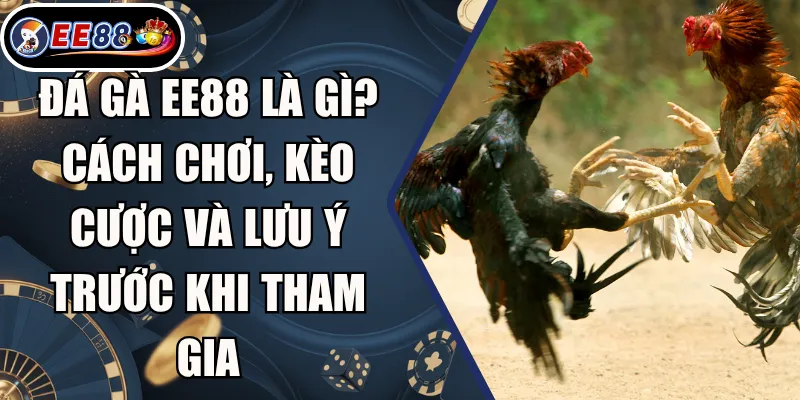 Đá Gà EE88 Là Gì? Cách Chơi, Kèo Cược Và Lưu Ý Trước Khi Tham Gia 1 Đá Gà EE88 Là Gì? Cách Chơi, Kèo Cược Và Lưu Ý Trước Khi Tham Gia