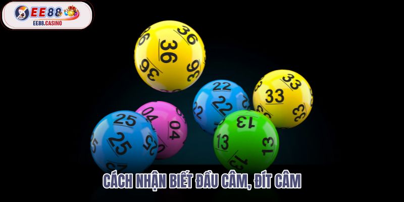 cach-nhan-biet-dau-cam-dit-cam